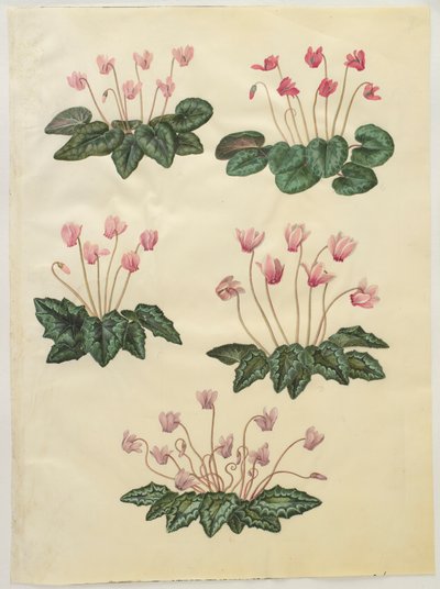 Cyclamen purpurascens; Cyclamen hederifolium by Hans Simon Holtzbecker